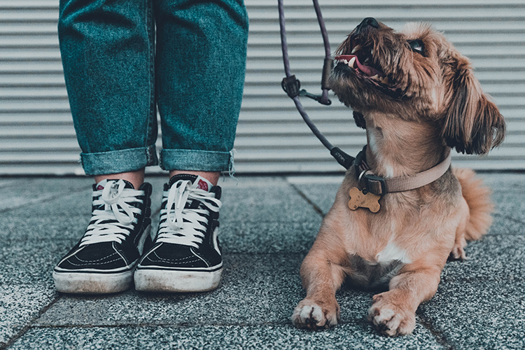 gassi gehen mit hund